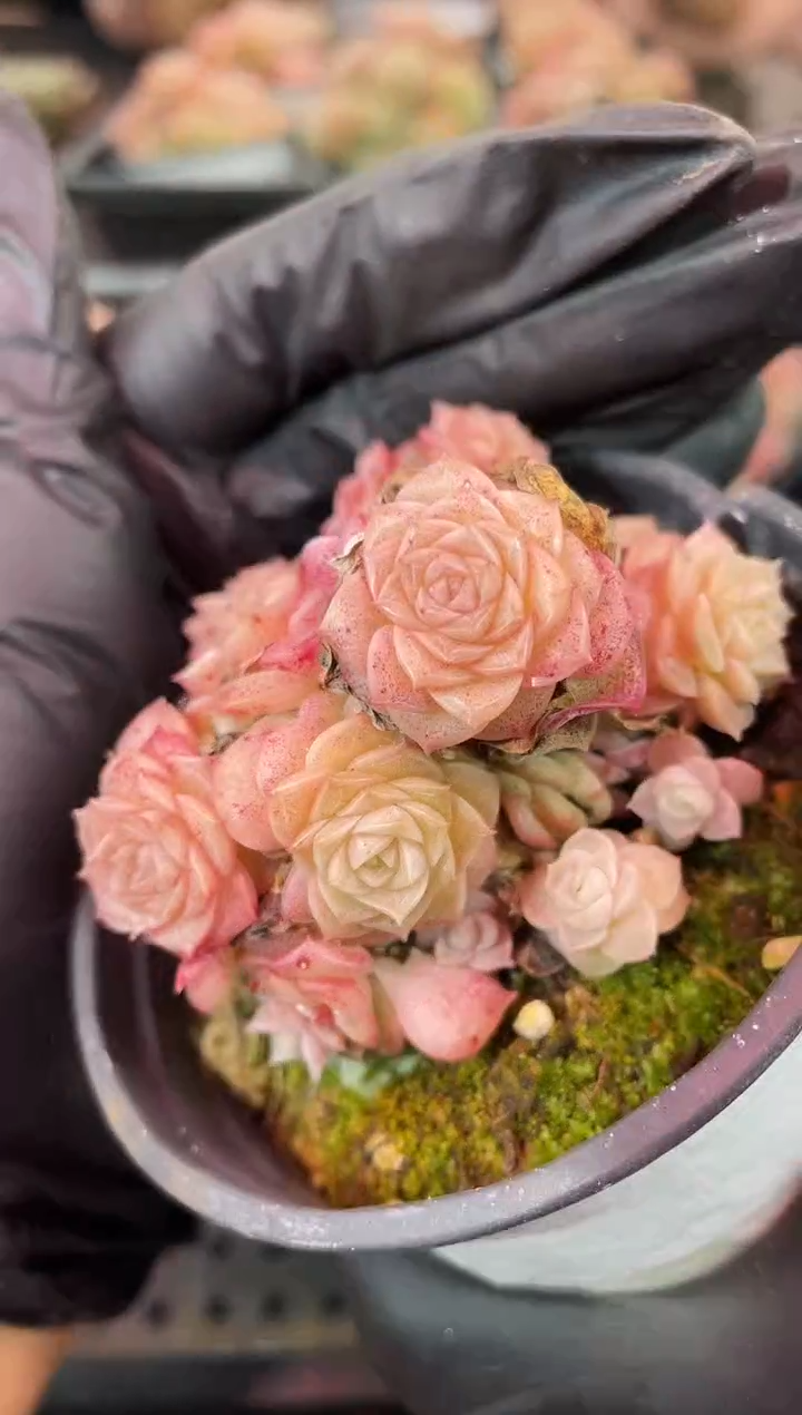 闪购2151  樱花系多肉一颗   