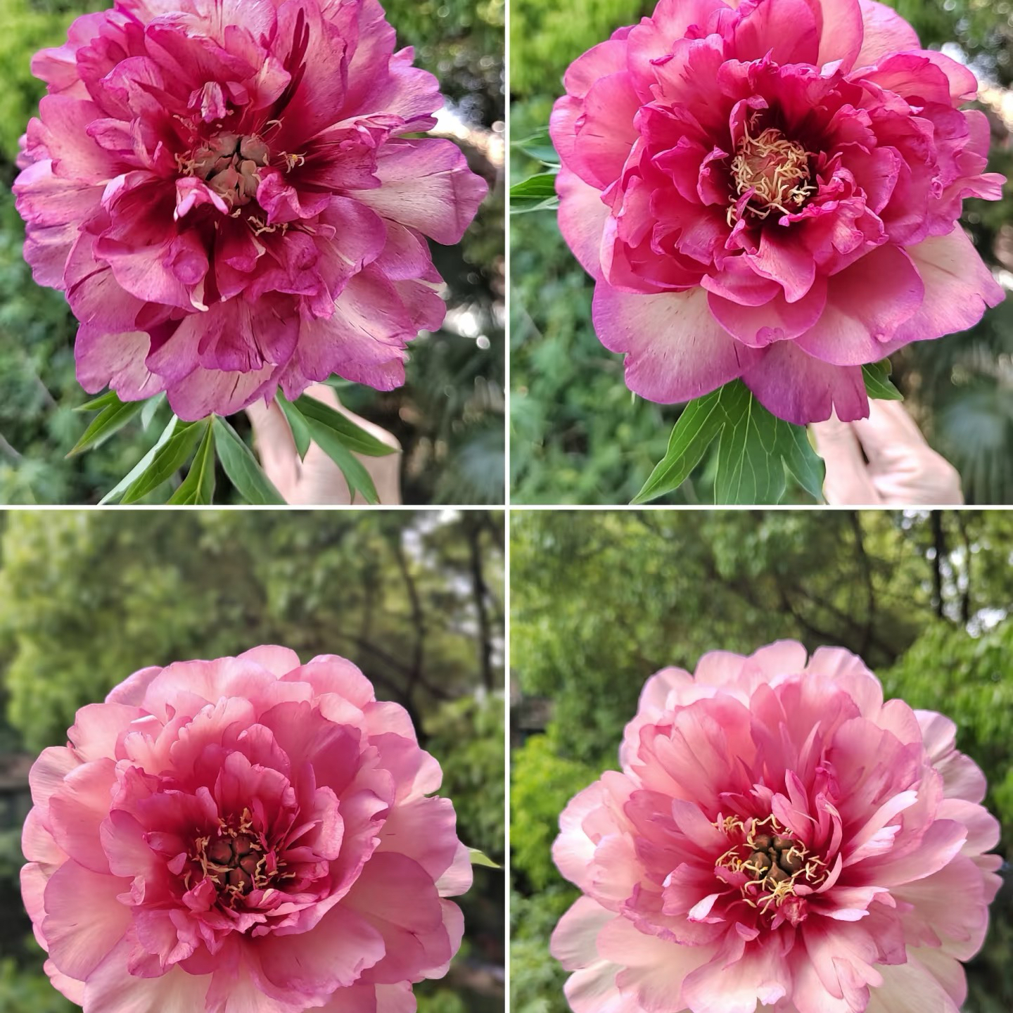 【希拉里】精品芍药重瓣大花耐寒庭院种植
