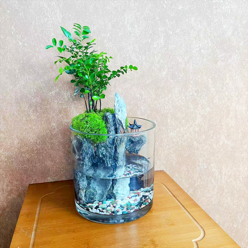 15*15圆缸桌面景观真实绿植造景创意微景观组合生态瓶可养鱼