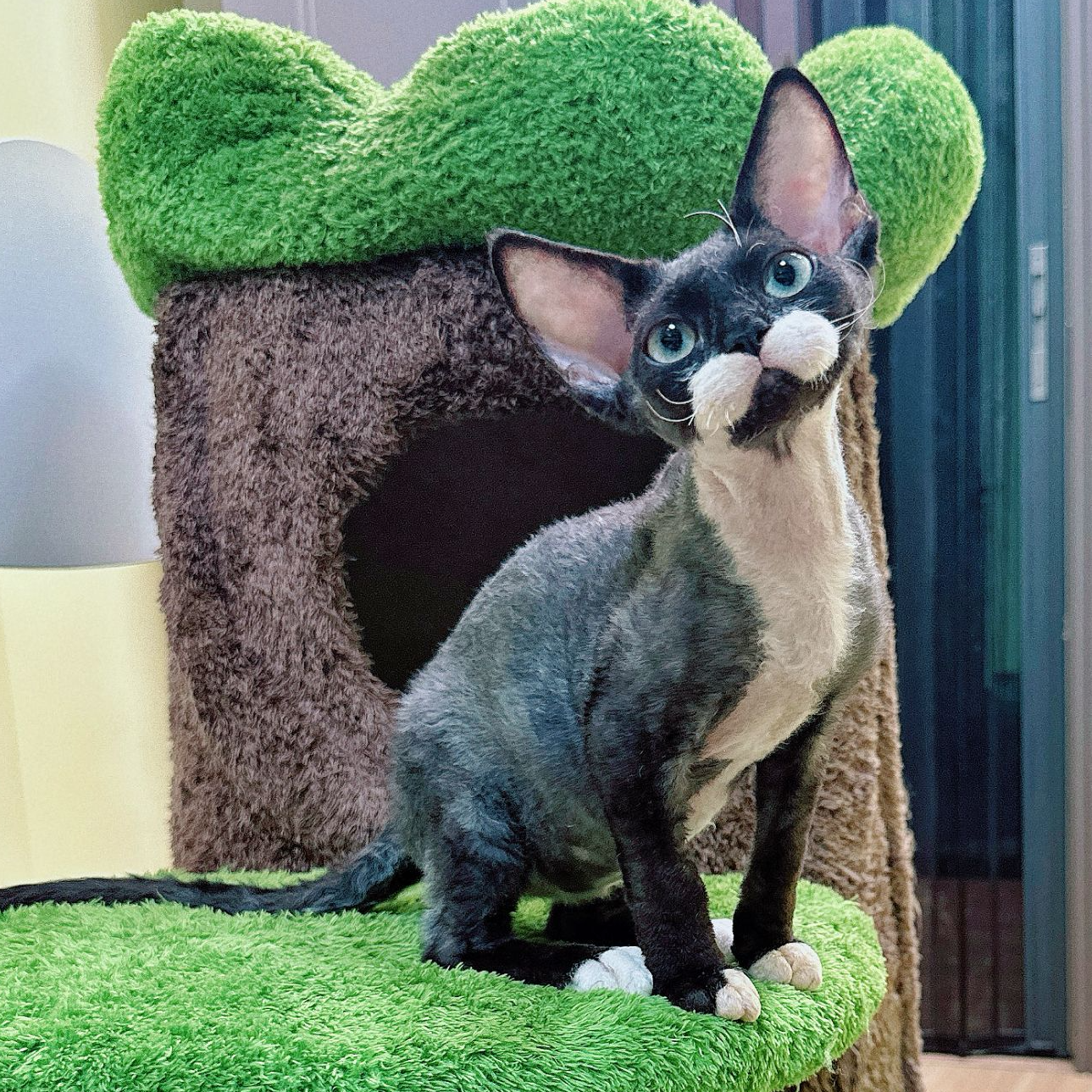 【小仙女德文】黑白弟弟 猫咪活体