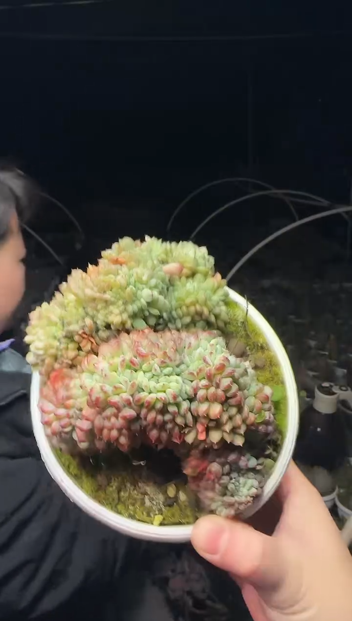 露养区140盆白胖子缀化带盆土4.99 