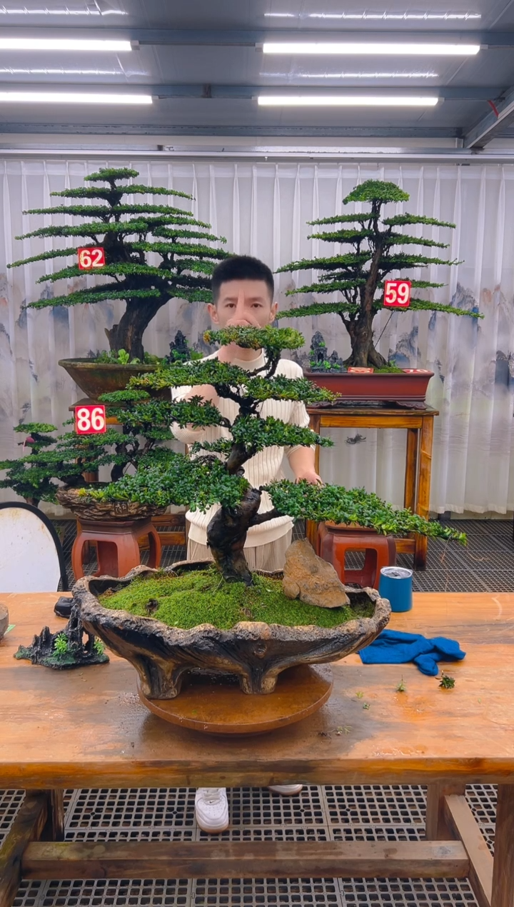 无花朵精品盆景直播间一物一拍