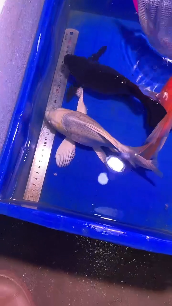 蝴蝶鲤鱼蝴蝶鲤直播选鱼专用链接 凭开箱视频售后