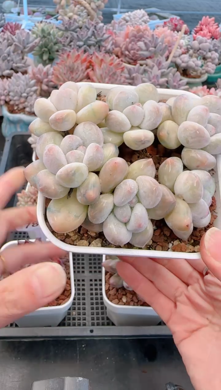 【闪购商品】7889香水