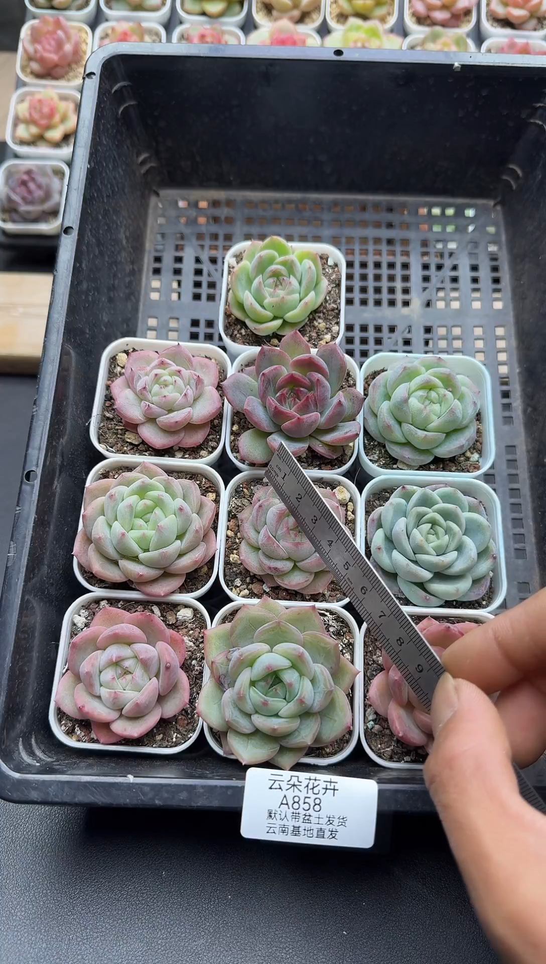 珍妮杂交多肉A858