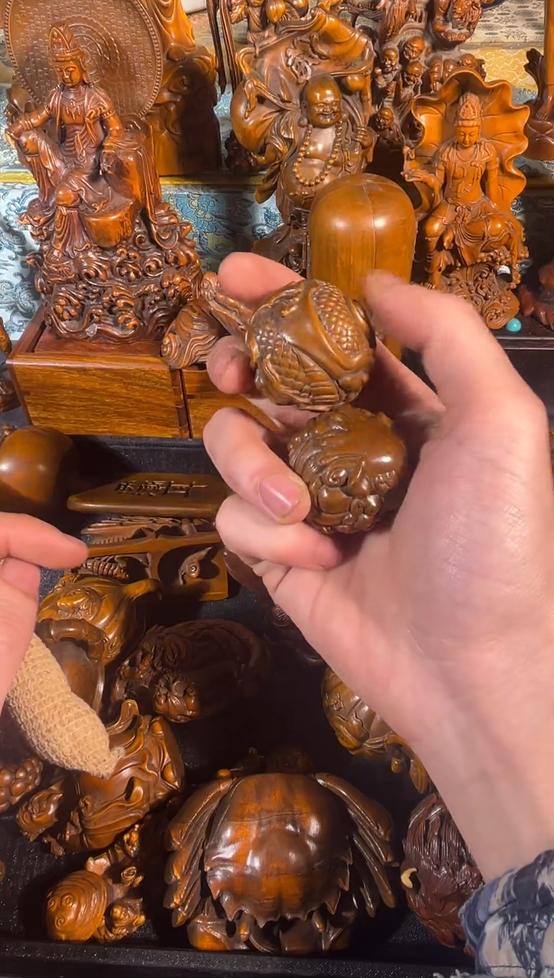 黄杨木11111111111111