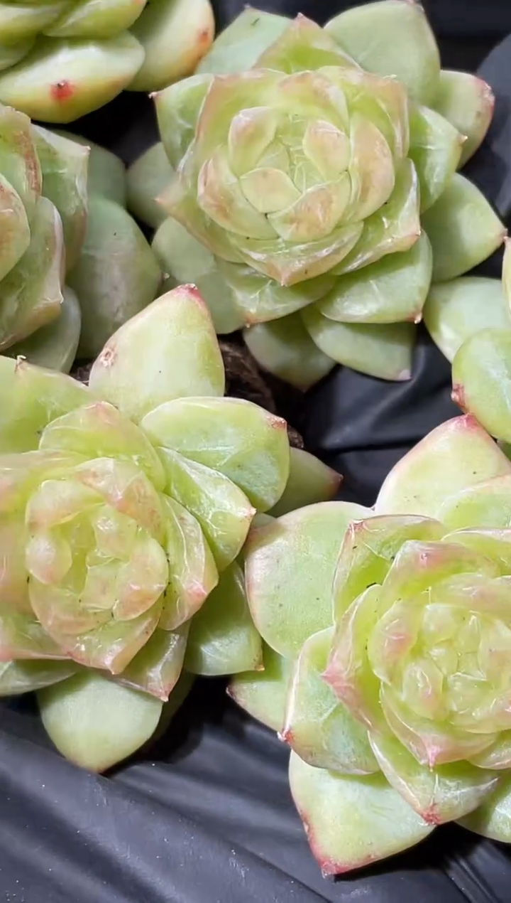 17-21百鬼夜行2-3厘米量拍发一颗