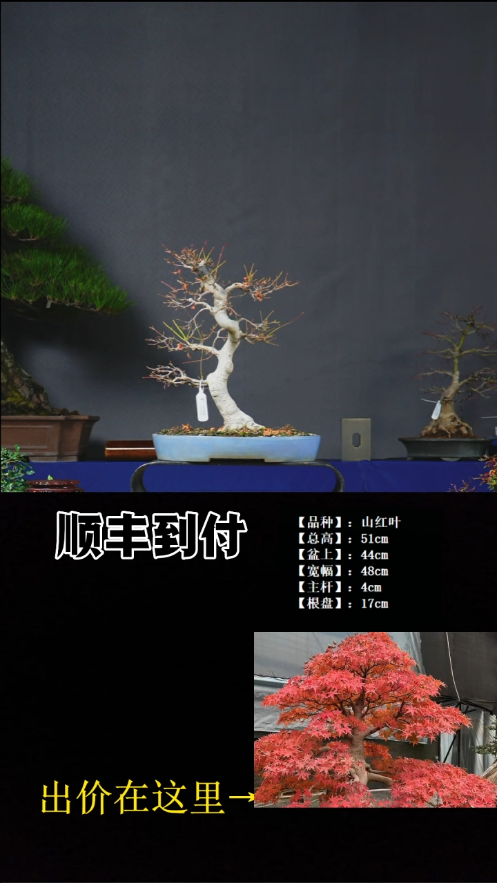 无花朵山红叶 不包邮