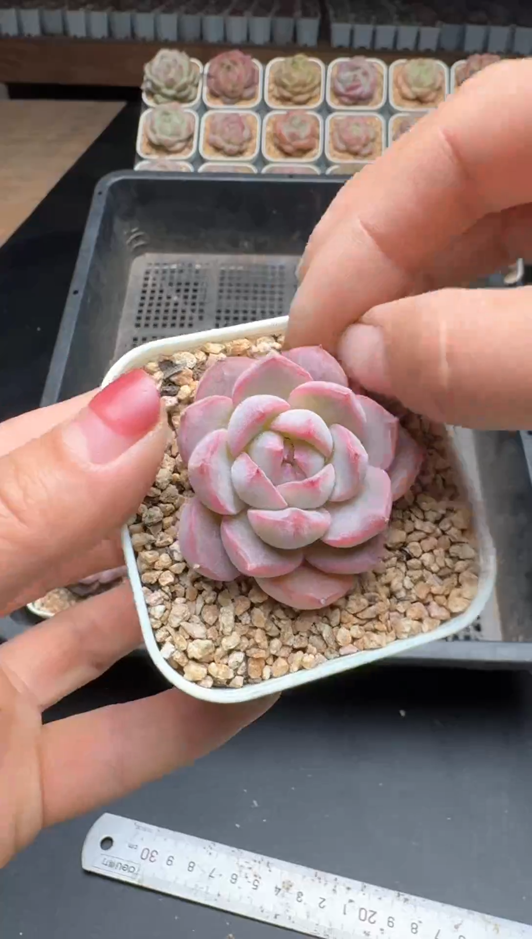 【闪购商品】551E号一物一拍多肉花卉植物3颗起发