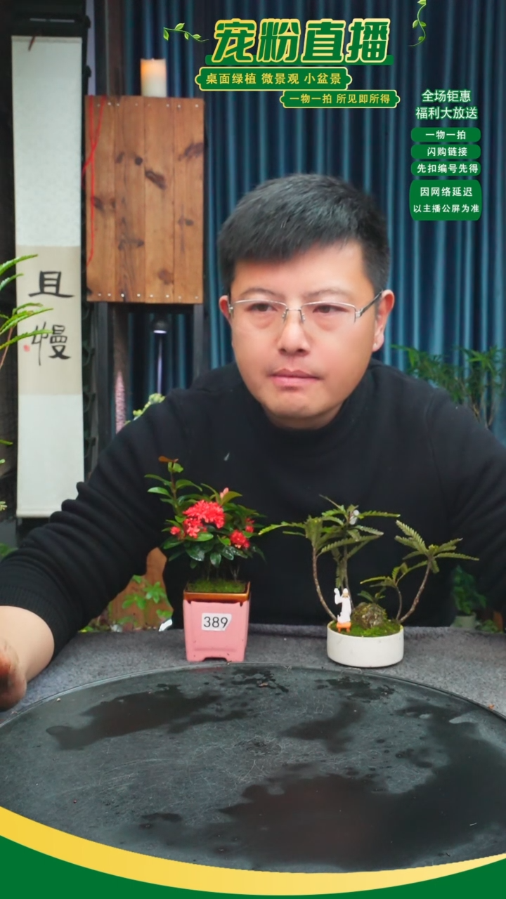 无花朵启****枫苔藓微景观389号