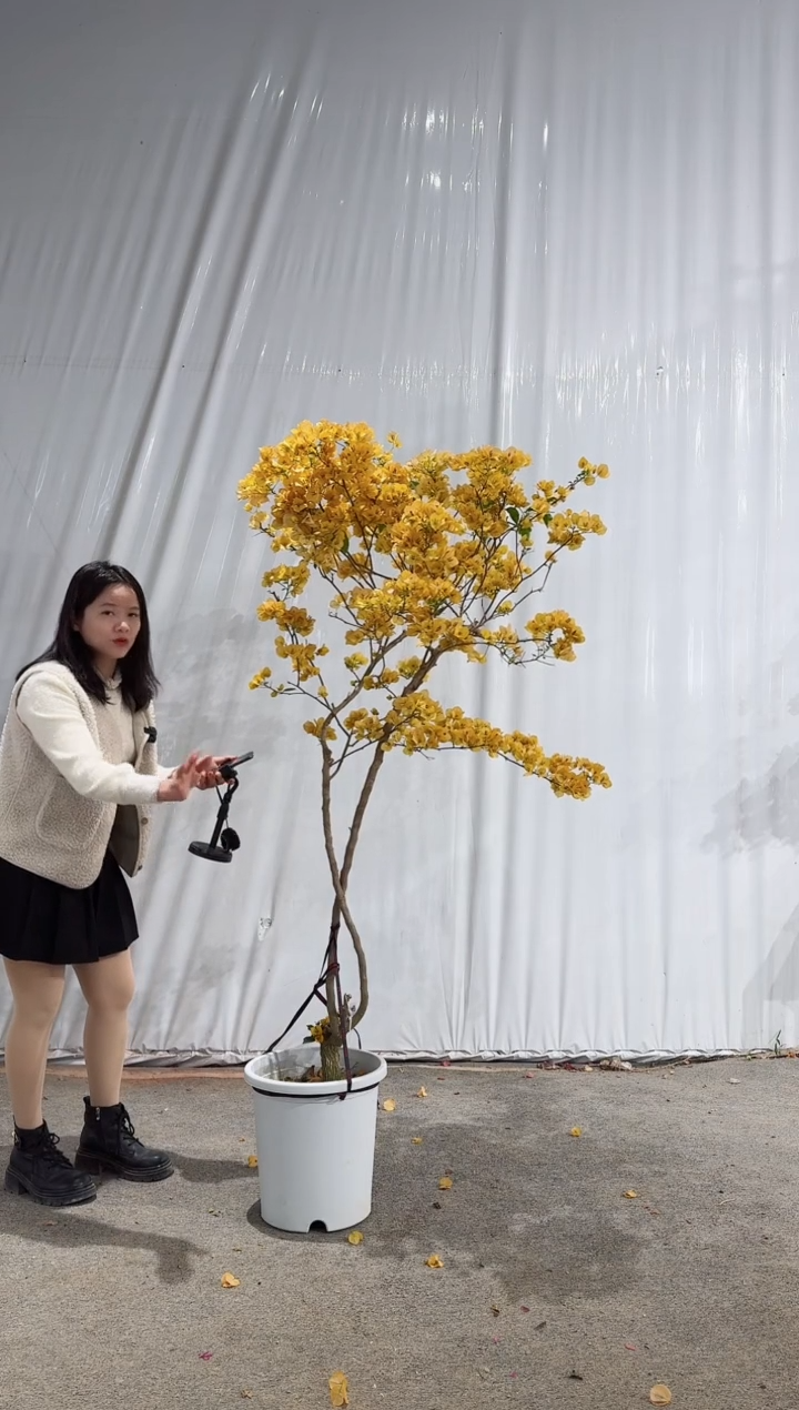 【闪购商品】盆景金色光辉