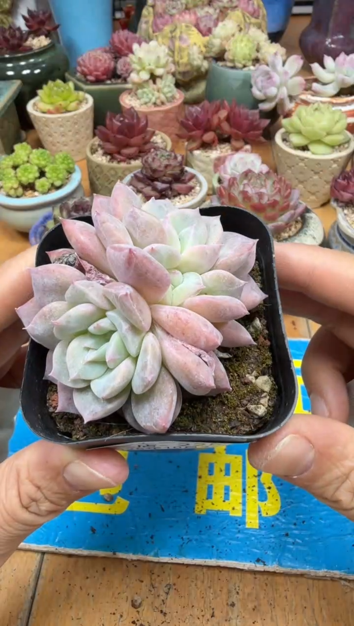 东云多肉园二店-225