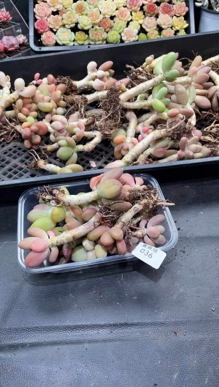 036芒果奶母本      量拍