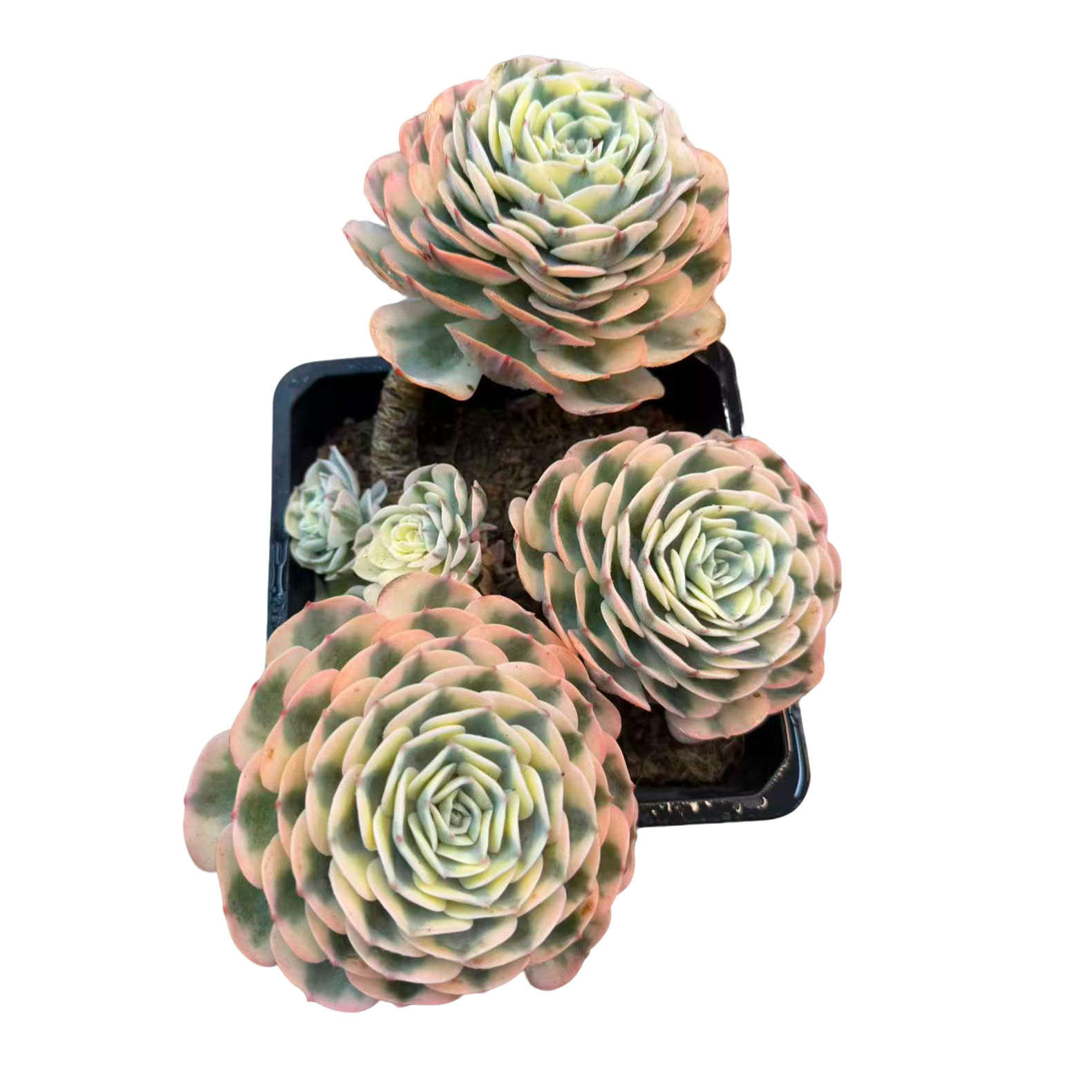 玉蝶锦精品 胖大嫂多肉  新手好养满9.9包邮以直播间为标准