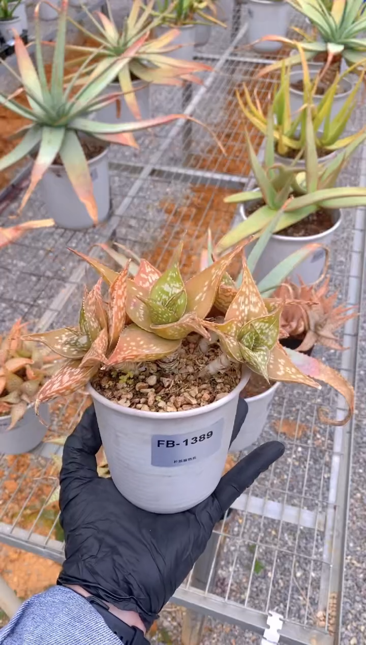 【闪购商品】原生芦荟脱土FB-1389