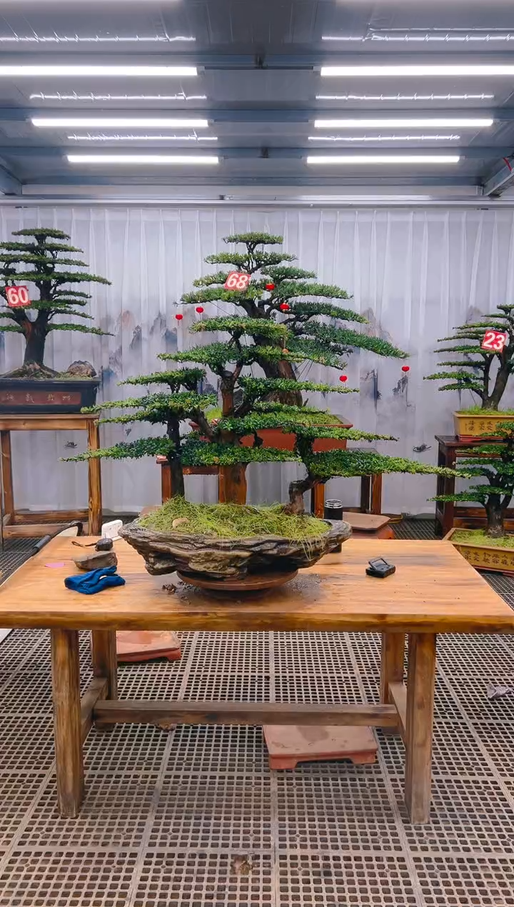 【闪购商品】紫砂精品盆景直播间一物一拍
