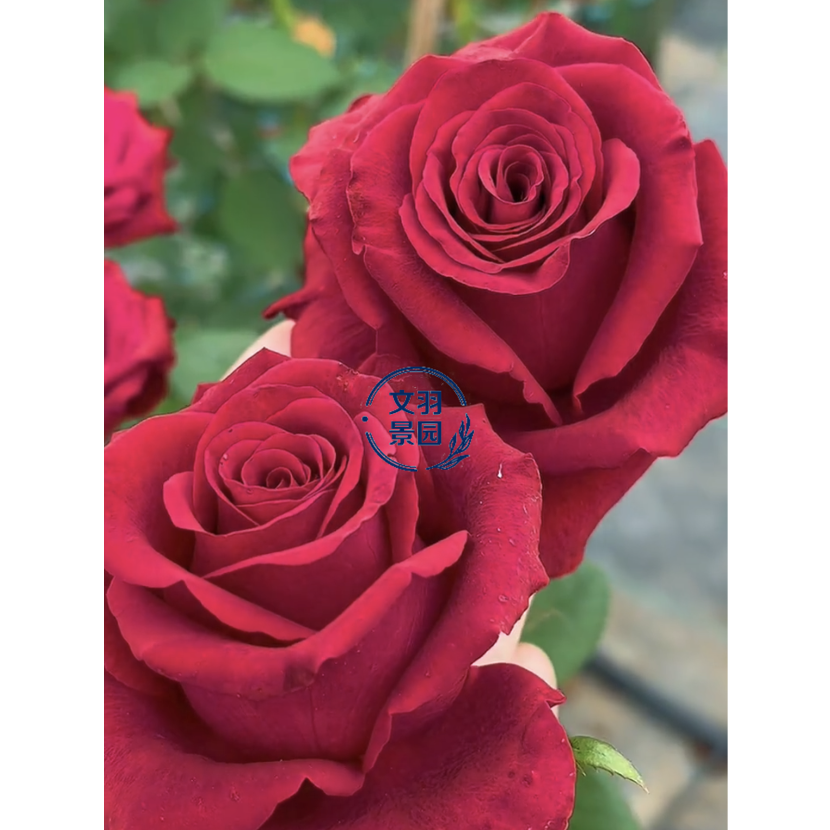 文羽景园【红色城堡】切花月季多季节重复开花