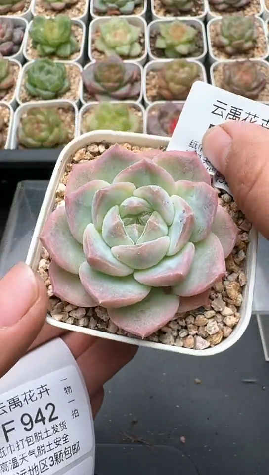 941F云禹多肉植物 默认脱土纸巾打包 3颗包邮