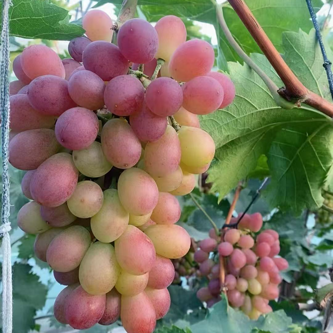 【自家果园】巨玫瑰葡萄/可剪粒需备注 花香味浓郁香甜 约2斤贵州省