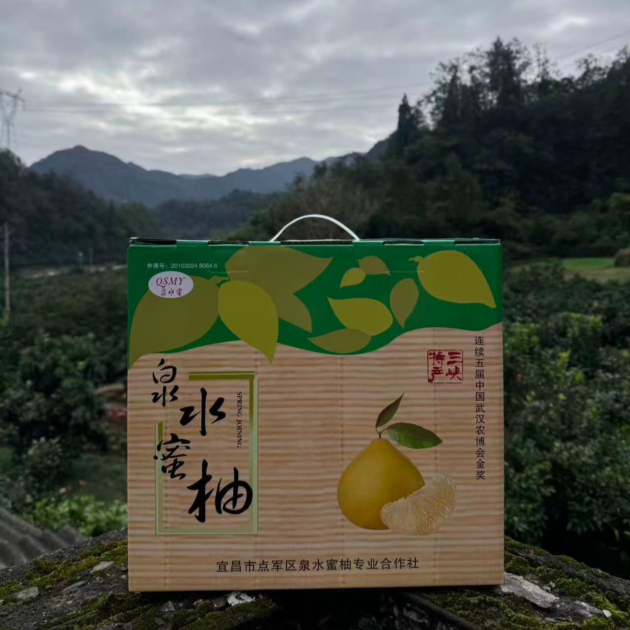 泉水蜜柚礼盒装白柚新鲜采摘香甜多汁果园产地直发