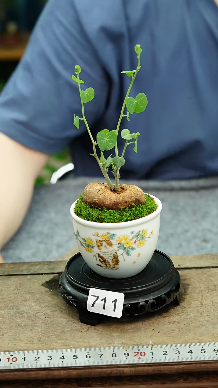无花朵苔藓微景观711号