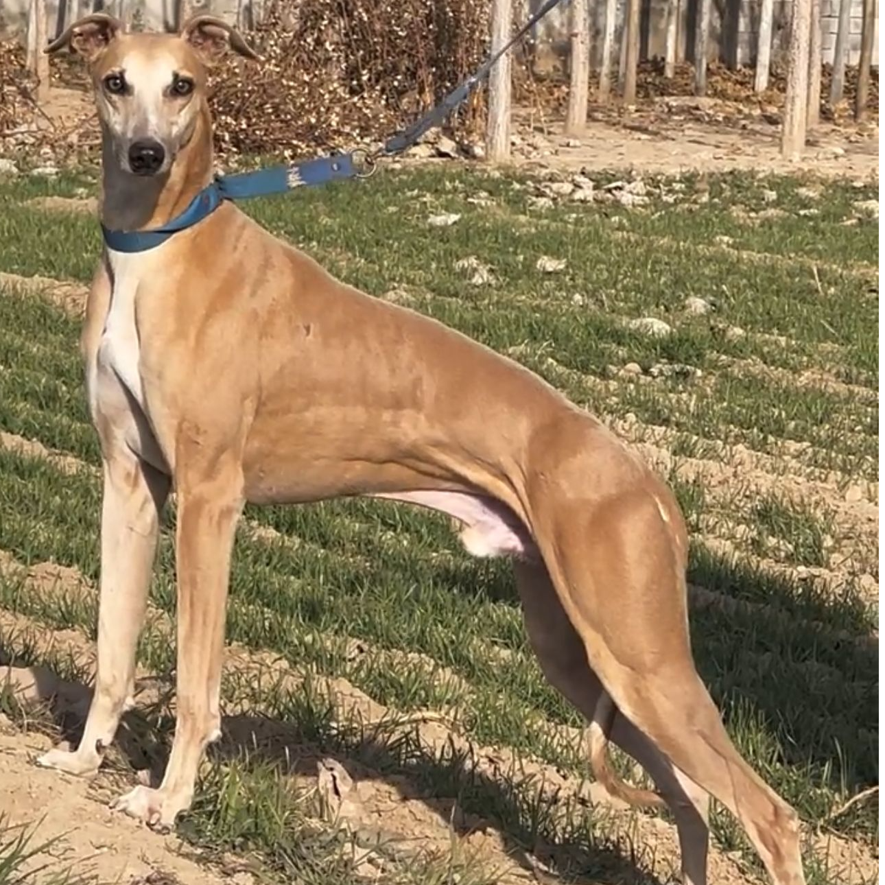 【哲玥】猎兔犬细狗幼犬出售格力犬灵缇犬格惠犬惠比特宠物狗狗活体