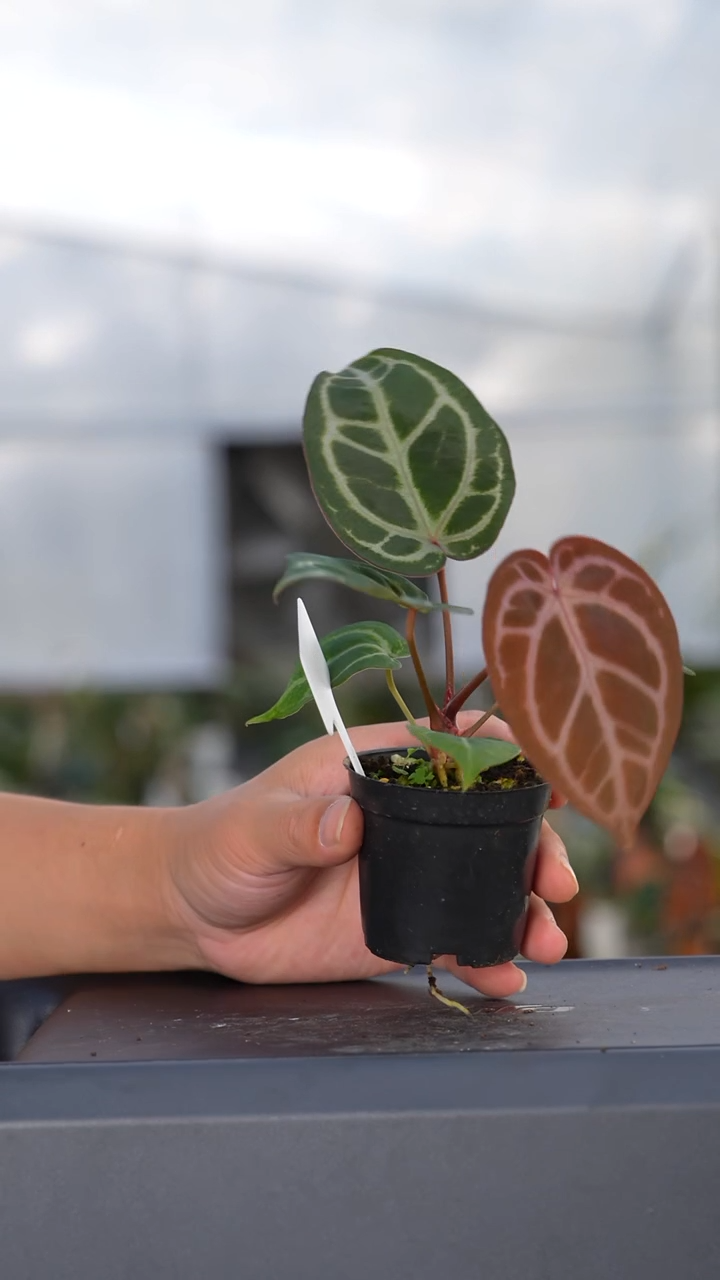 完全开放银王杂茄 3号