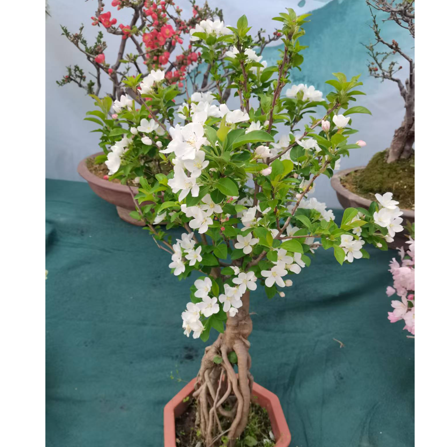 【直播专用】冬红果海棠  盆栽地栽 耐寒耐热 一物一拍