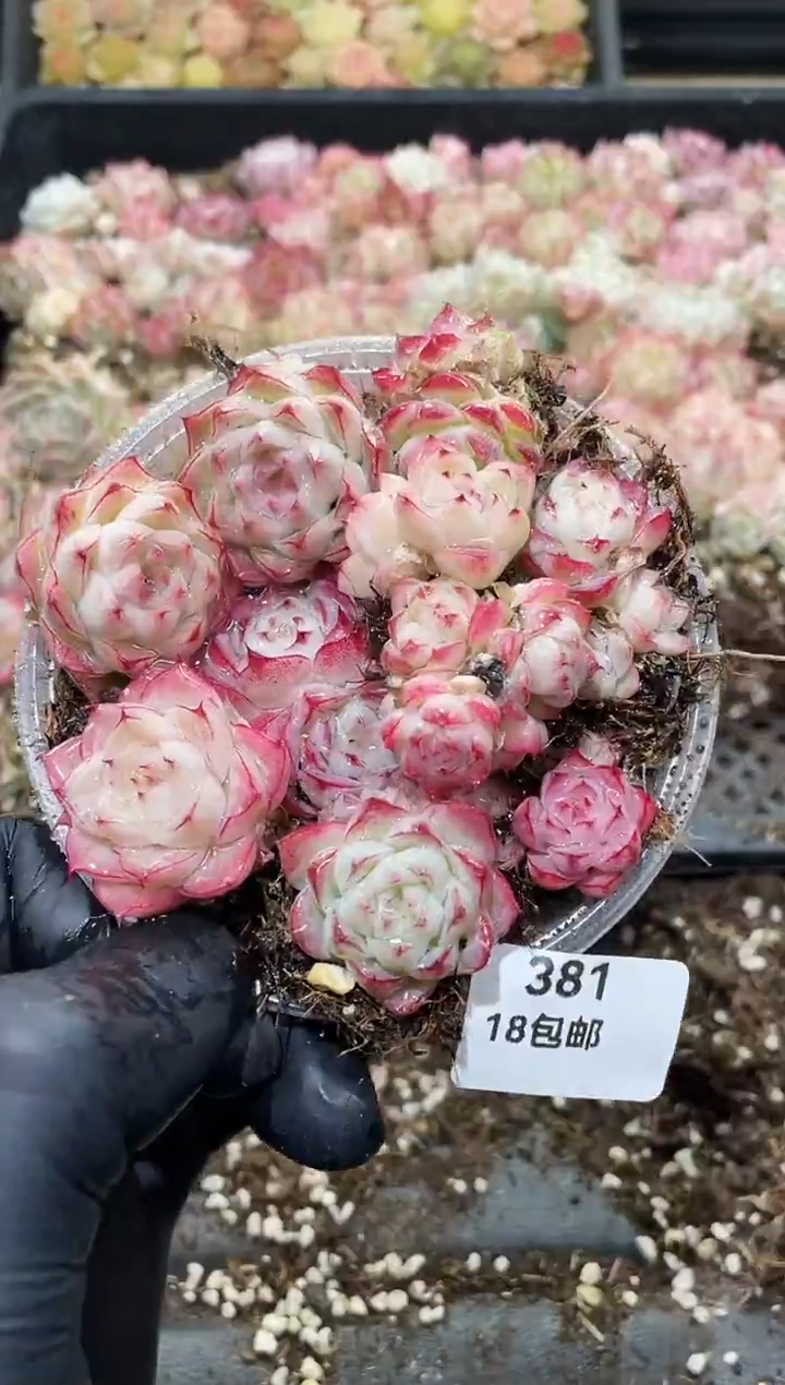 381女王优混      量拍