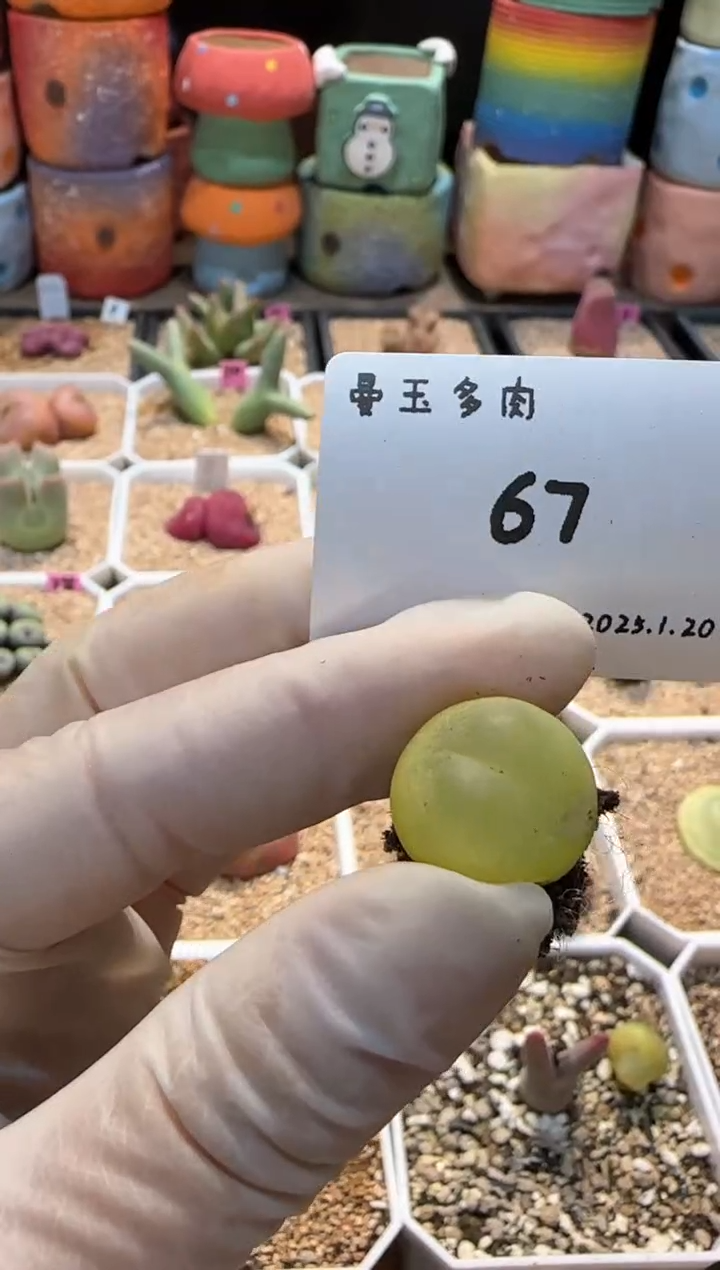 【闪购商品】25.1.20-67离楚