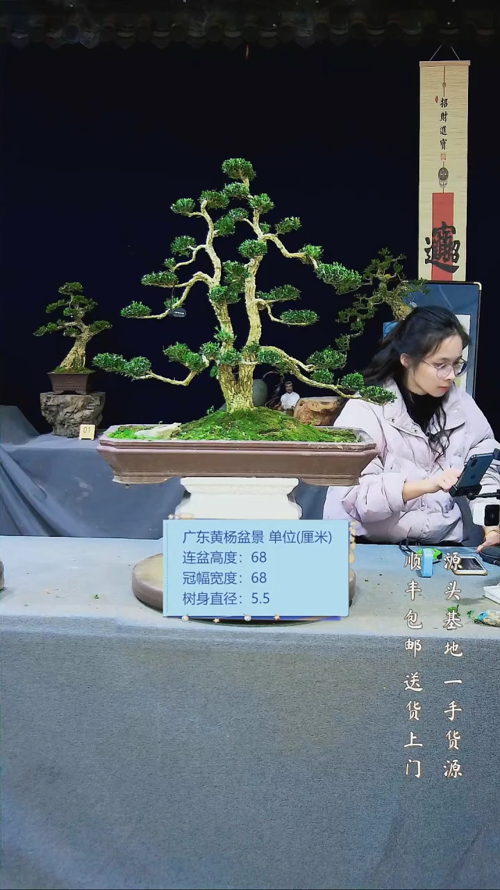 【闪购商品】黄杨盆景黄杨盆景