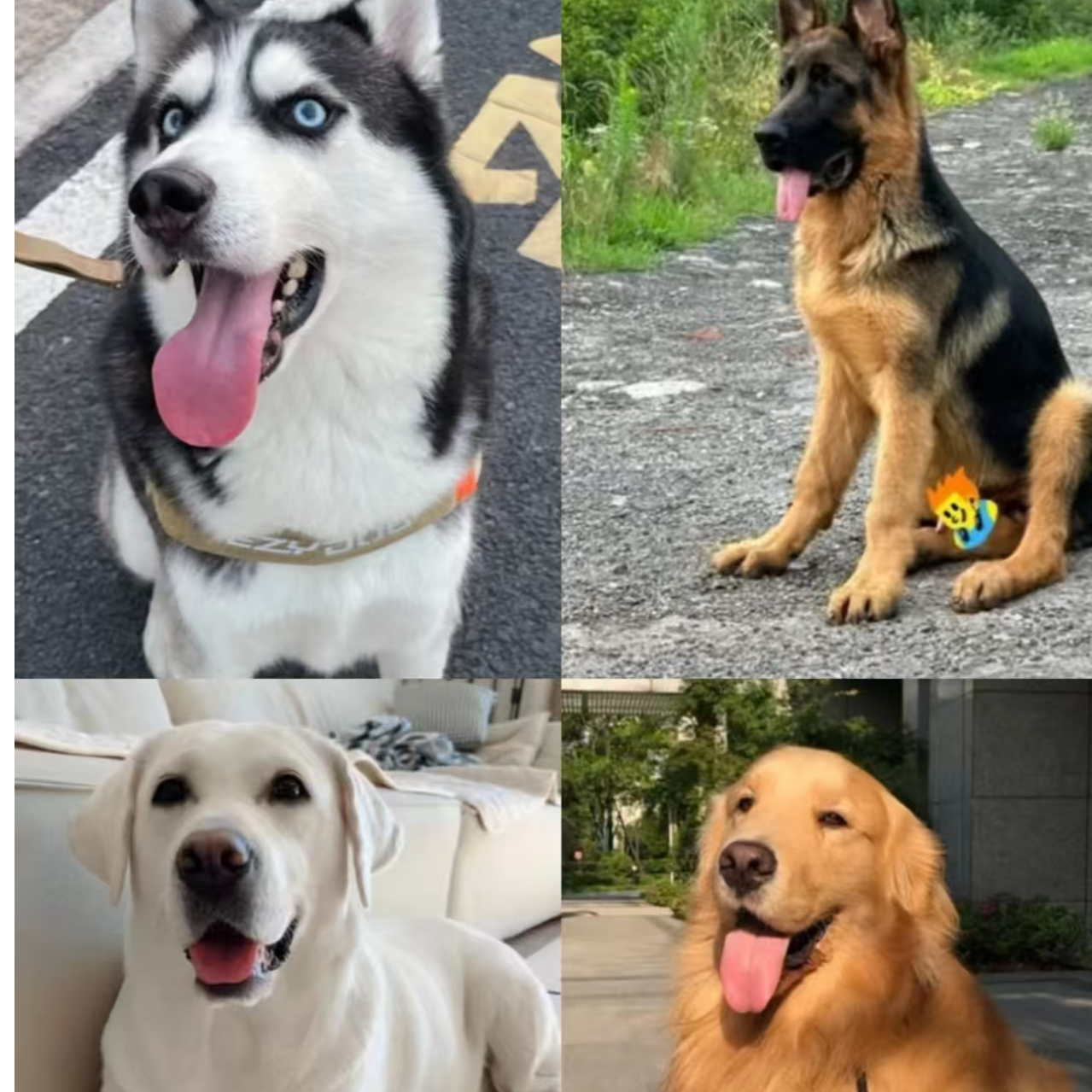 【军威犬舍】宠物活体狗狗