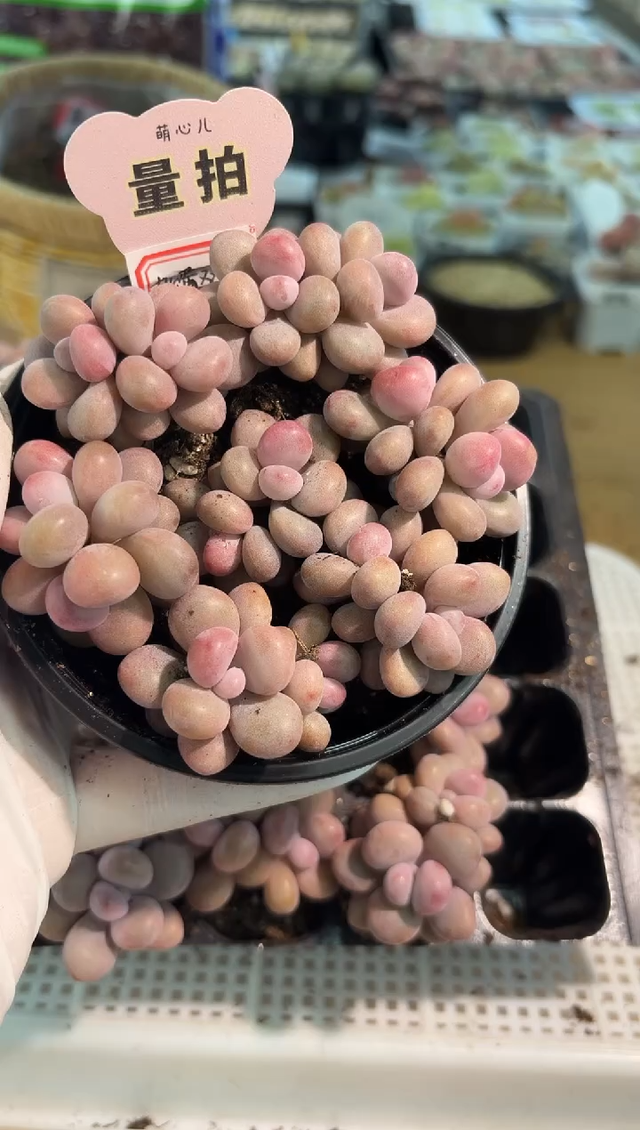 桃蛋/双头 7可量拍混发