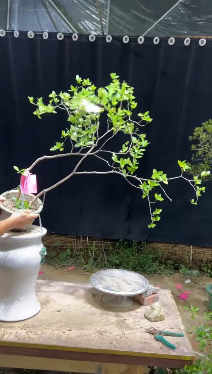 当前无花栽培后可以开花沐**技海岛栀子花