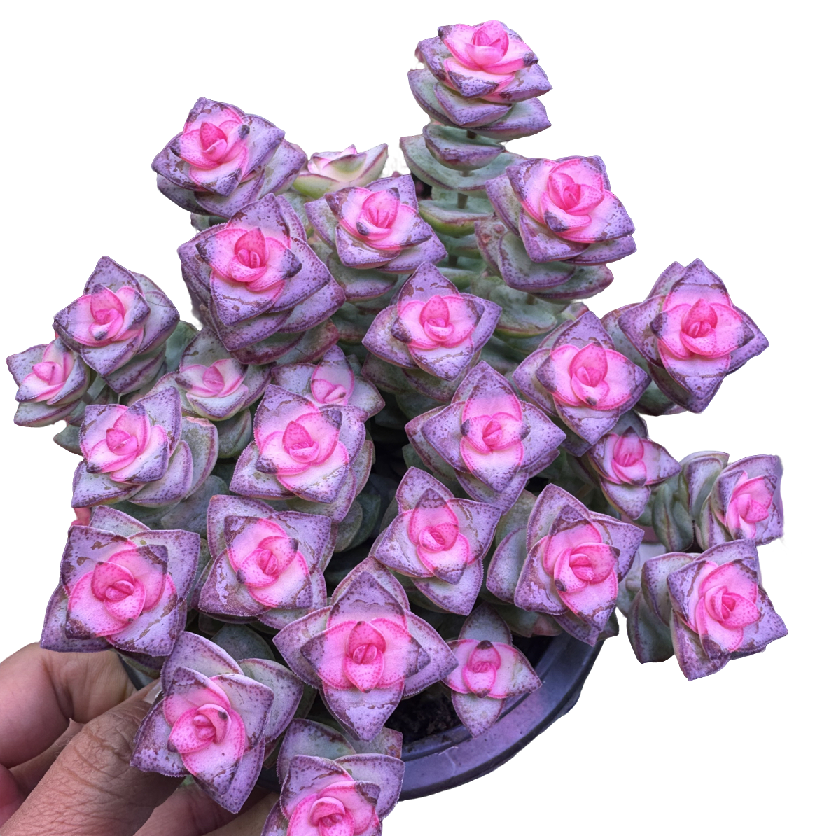 彩虹钱多多带盆土 新手好养活适合室内外养殖多肉植物