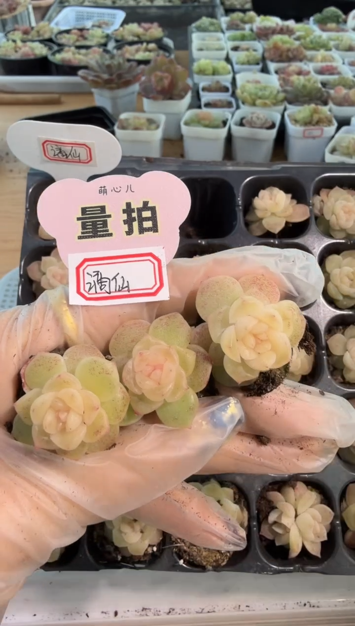 谪仙单双混 3颗量拍混发 满9.9包邮