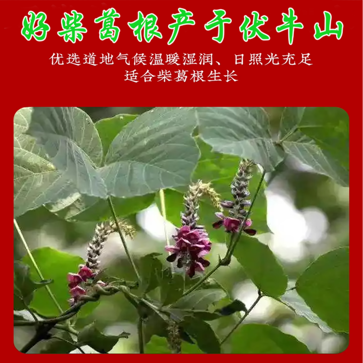 正品柴葛根丁 无添加 无硫熏干度好，煮茶泡水喝佳品250克/100克装