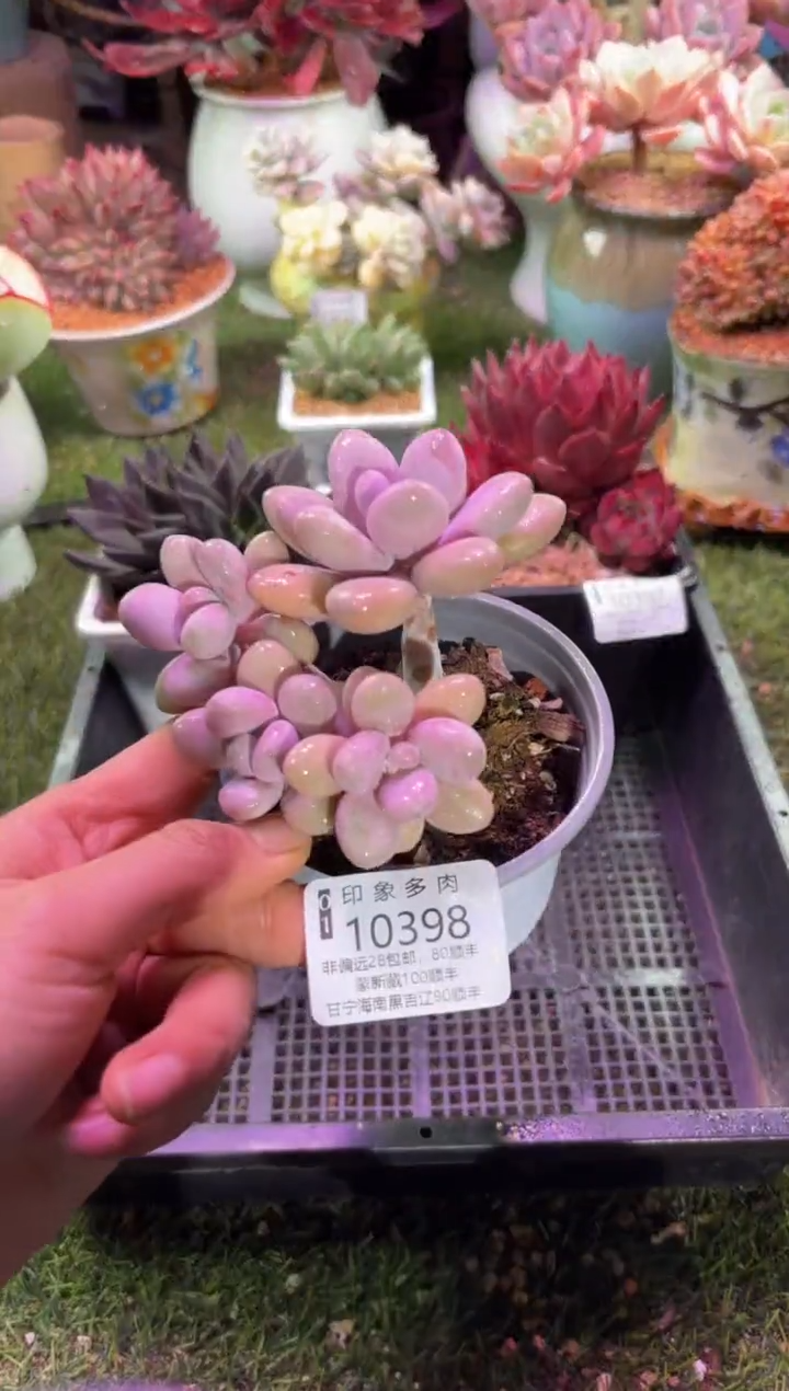 【闪购商品】10398