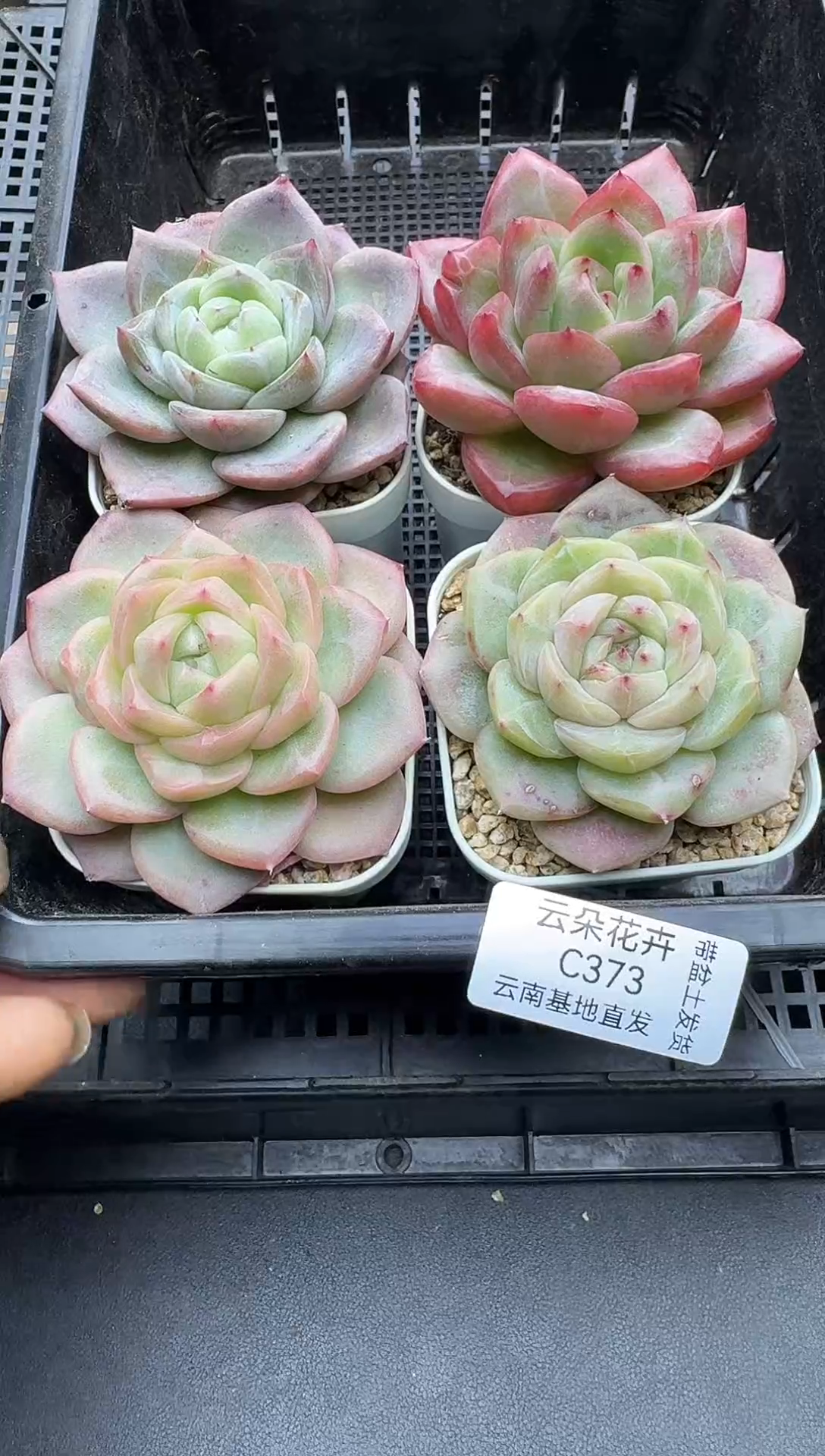 珍妮杂交多肉C373