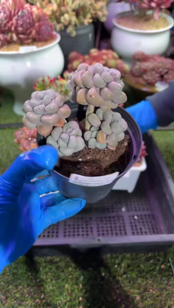 【闪购商品】05253