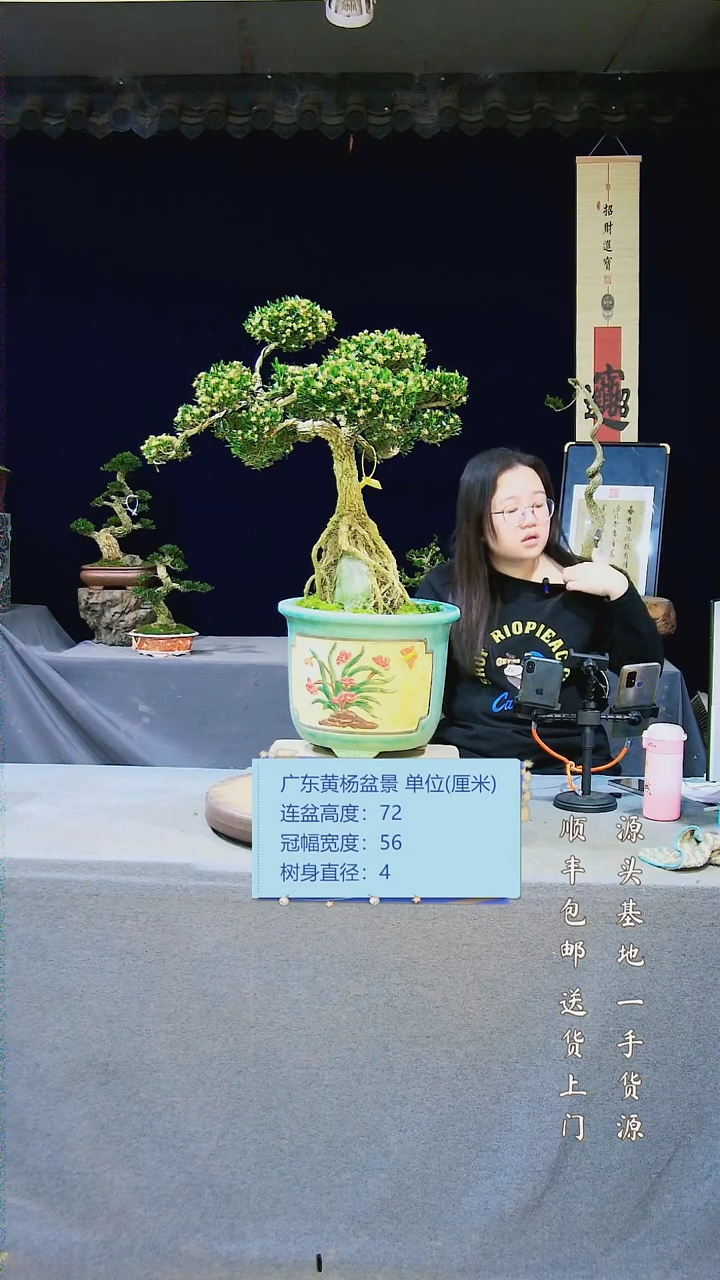 【闪购商品】黄杨盆景黄杨盆景