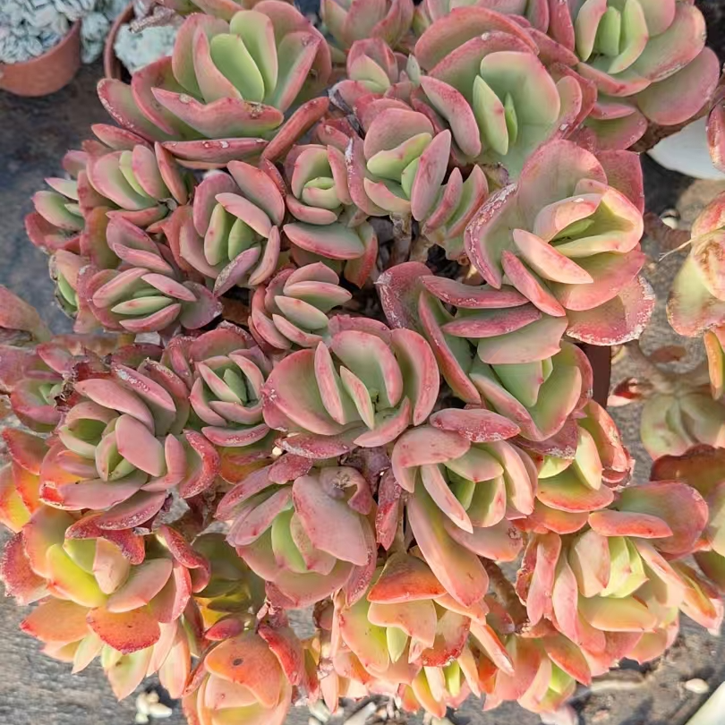 大克里斯丁（满9.99包邮） 吹吹多肉  多肉植物红色空气仙人掌