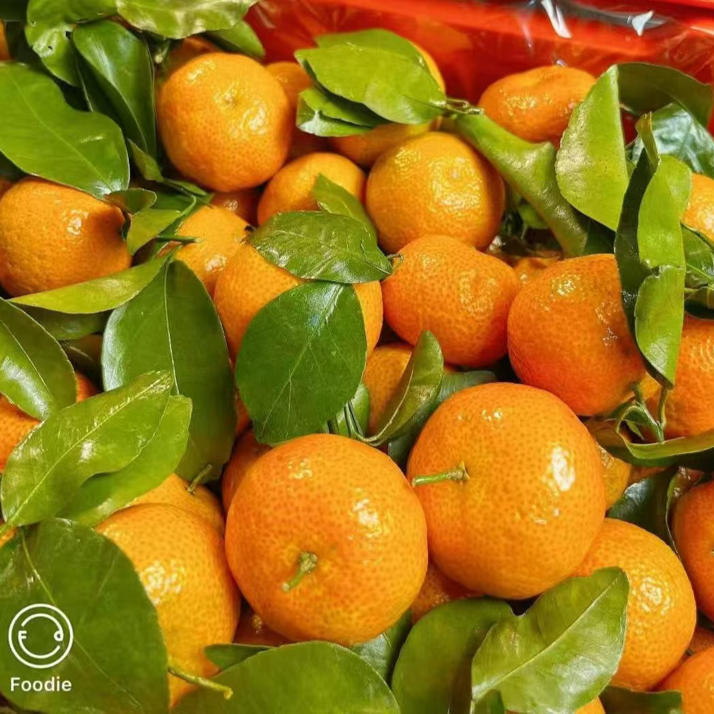 广西砂糖橘塑料筐一箱毛重13斤左右