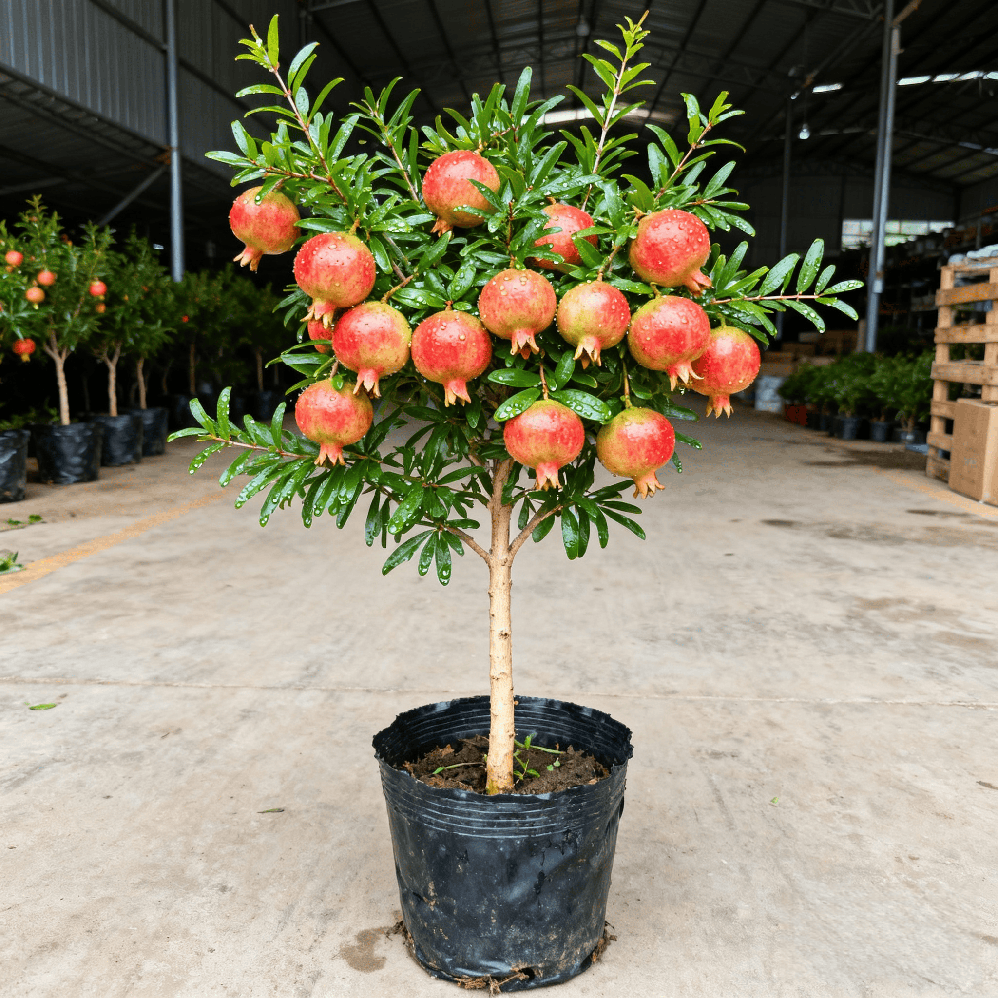 石榴果树苗突尼斯大果红甜石榴盆栽地栽南方北方四季种植耐寒耐热