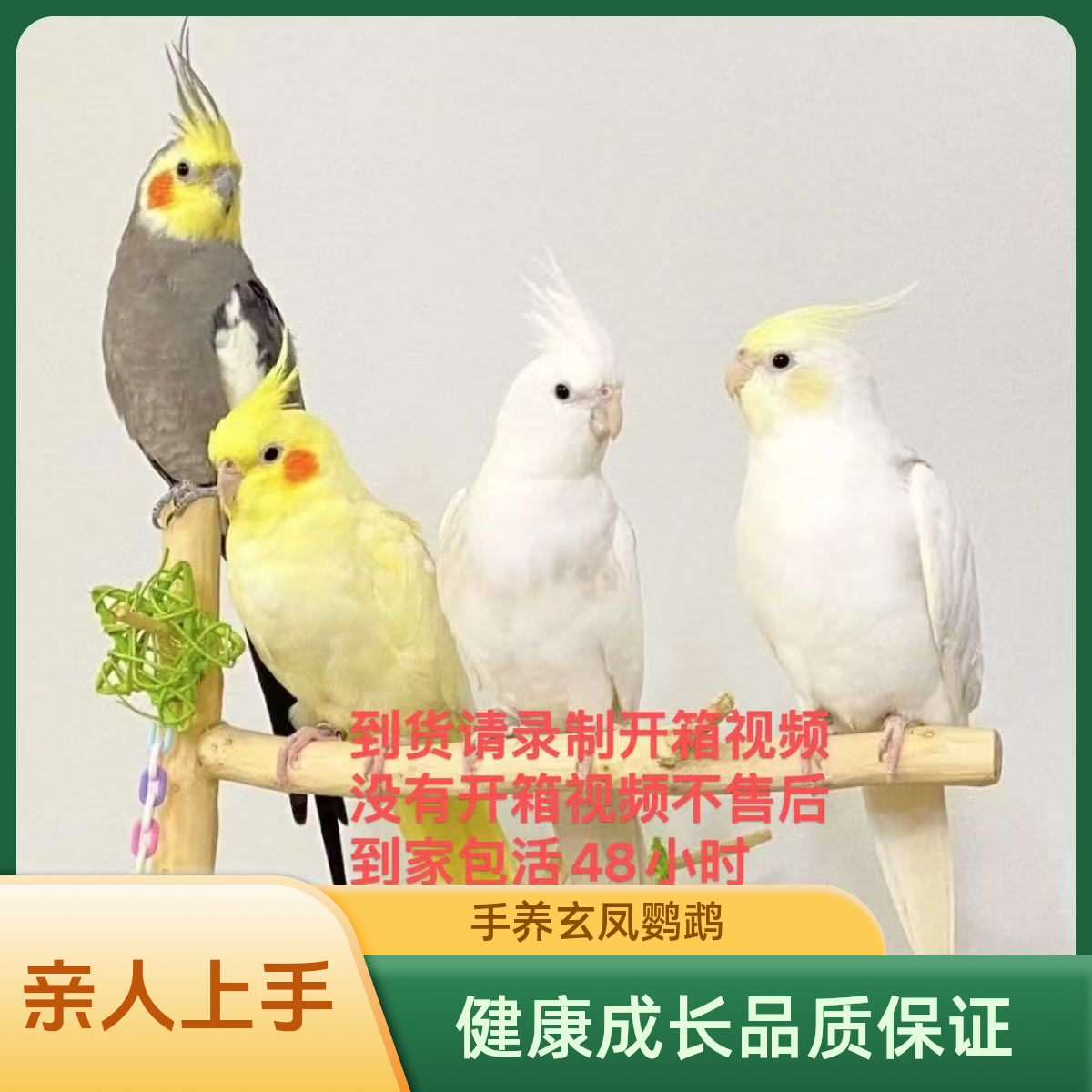 手养半毛玄凤鹦鹉活体雏鸟（一物一拍）