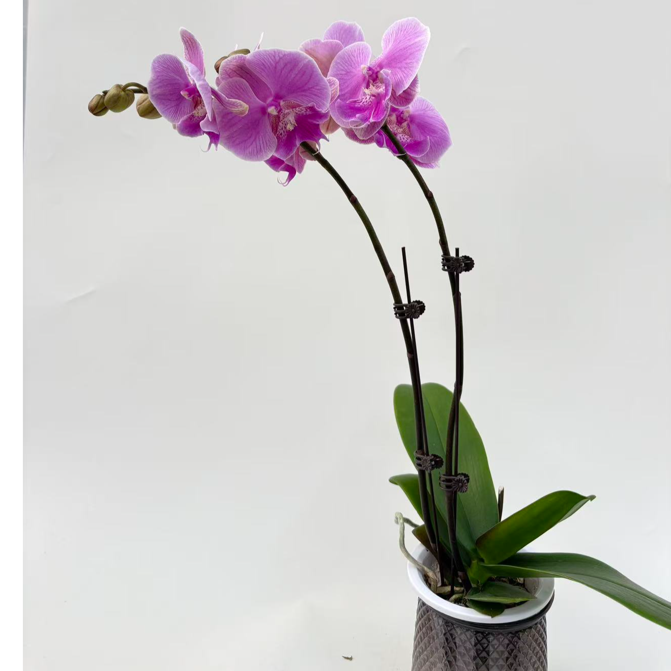 蝴蝶兰【美人鱼】鲜花盆栽室内观赏花花佛山基地直发好养易活