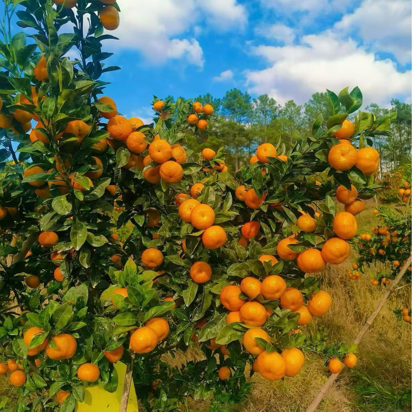 15.8一盒 四会贡桔 2斤装 爆汁爆甜 一口下去满满的桔子香广东省