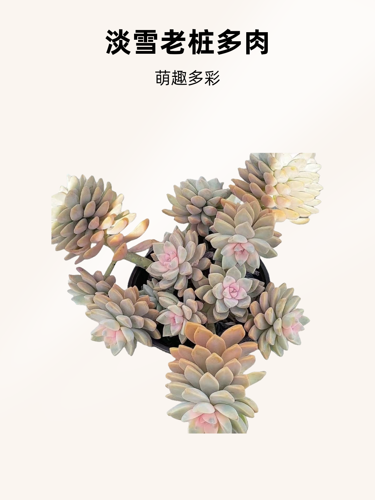 大幽灵公主  熊猫多肉（ 满19邮） 鲜花绿植净化空气美化环境