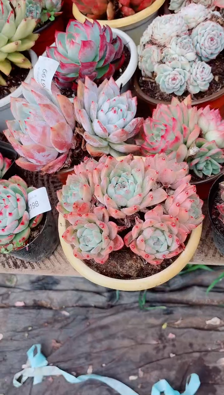 ༃****✰跃跃精品多肉26200