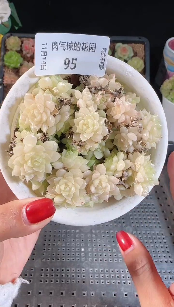 1114-95群生不包整